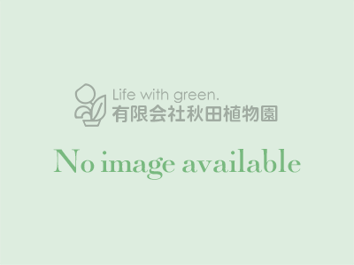 no image available