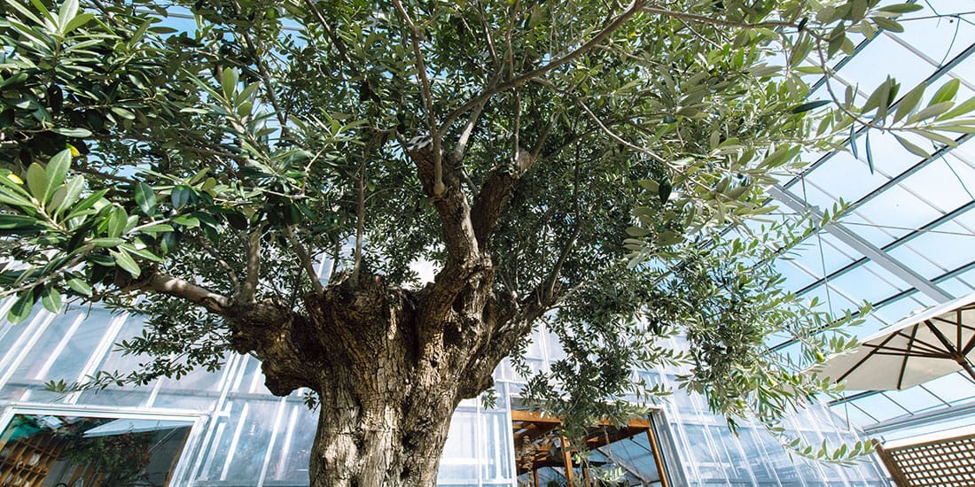 秋田植物園 インテリアグリーンショップ Botanico ボタニコ