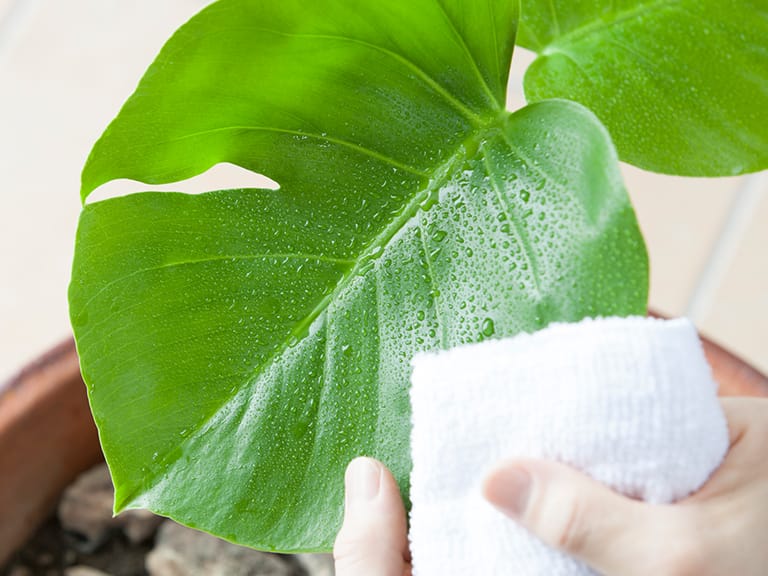 写真：植栽のメンテナンス